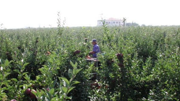 Allarme tra gli agricoltori aretini: mancanza di manodopera mette a rischio i raccolti