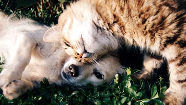 Come eliminare efficacemente le zecche dal tuo cane e gatto