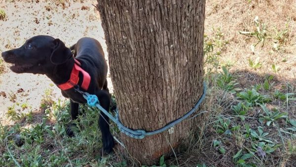 Cane abbandonato legato vicino al canile