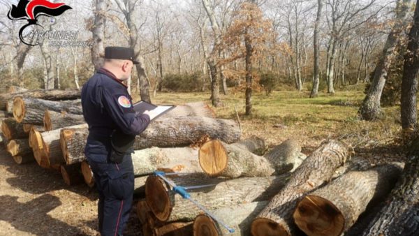 Collesalvetti: Multa e denuncia per 58enne che taglia alberi nei boschi in maniera irregolare