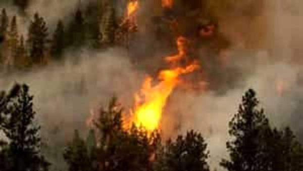 Incendi boschivi: vietata assolutamente l'accensione di fuochi