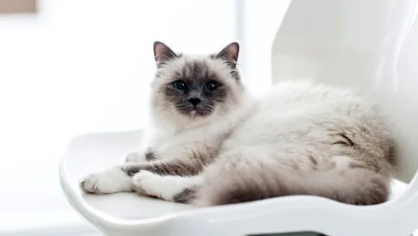 Il gatto Sacro di Birmania: storia, aspetto e cura