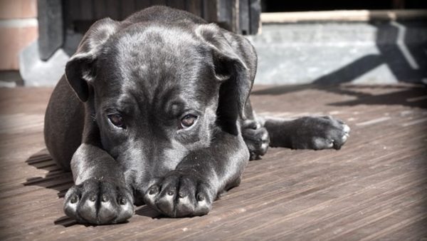 Proprietario di cani rumorosi denunciato per disturbo