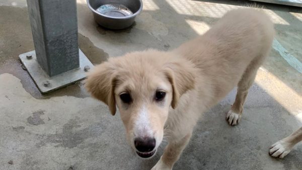 Sette cuccioli abbandonati vicino al casello autostradale cercano famiglie amorevoli