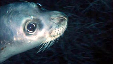 La foca monaca fa ritorno a Capraia: un affascinante ritorno alle origini