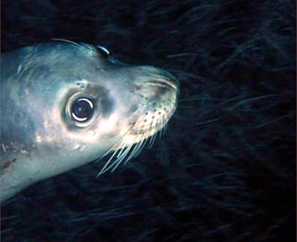 La foca monaca fa ritorno a Capraia: un affascinante ritorno alle origini