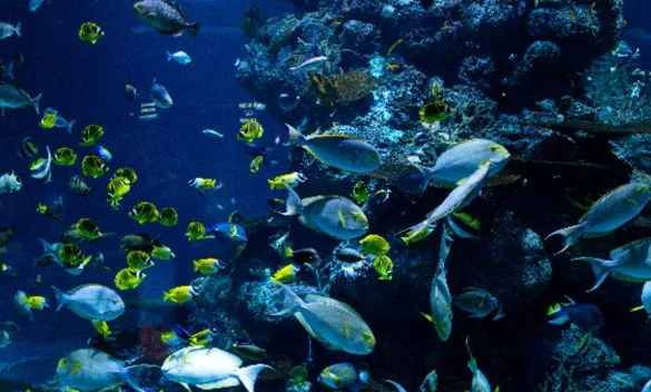 Gli effetti dell'azione umana sull'ecosistema e l'ambiente naturale