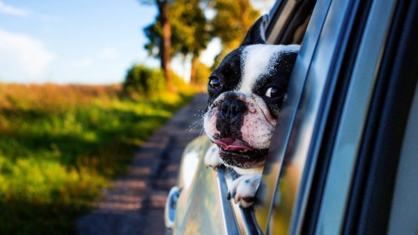 Guida per viaggiare con animali domestici: 6 utili consigli per una vacanza indimenticabile