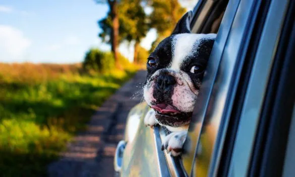 6 consigli per viaggiare in vacanza con i propri animali domestici