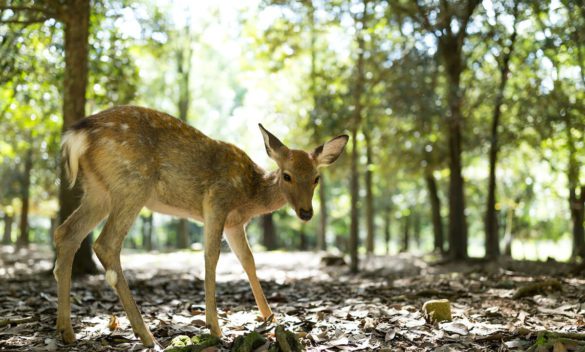 5 Parchi Nazionali da esplorare per un'esperienza unica alla scoperta della fauna selvatica