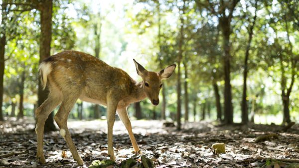 Esplorando la natura: 5 parchi nazionali per un'esperienza straordinaria con la fauna selvatica