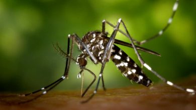 Don't just rely on the City's Anti-Mosquito Treatments: "Private Individuals Should Do Their Part