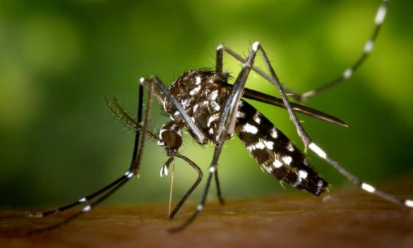 Don't just rely on the City's Anti-Mosquito Treatments: "Private Individuals Should Do Their Part