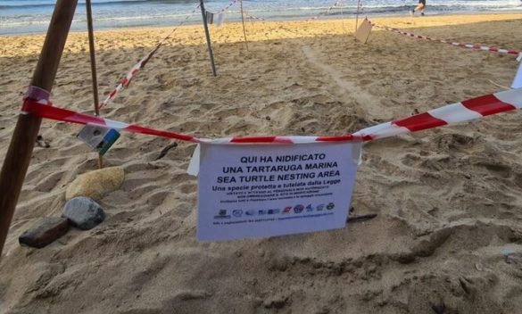 Nidificazione di una Tartaruga Caretta caretta sulla spiaggia di Lacona