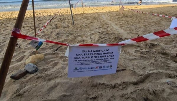 Nidificazione di una Tartaruga Caretta caretta sulla spiaggia di Lacona