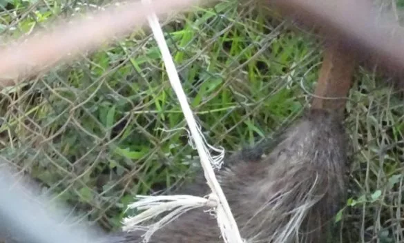 Bracconiere finisce nei guai Uccide un’istrice con la carabina L’aveva catturata con una gabbia