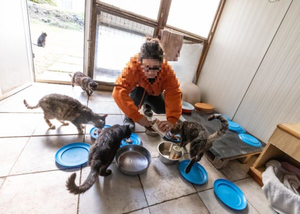 Eredità milionaria per i randagi. "Che ne è stato del lascito da destinare a cani e gatti?"