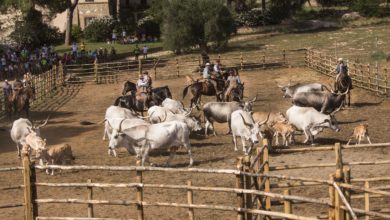 Al Marruchetone giornata di tradizioni tra cavalli e buon cibo