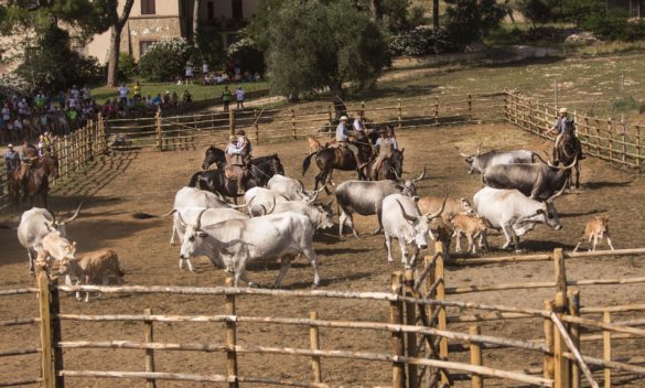 Al Marruchetone giornata di tradizioni tra cavalli e buon cibo