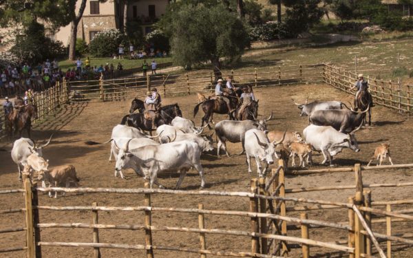 Al Marruchetone giornata di tradizioni tra cavalli e buon cibo