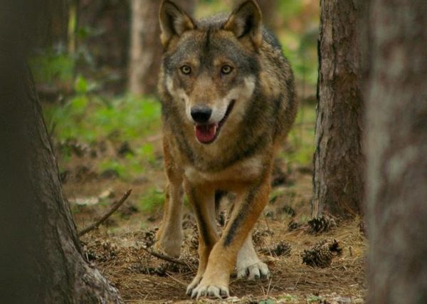 Fipili, lupo ucciso e appeso al cavalcavia.  Indagini tra cacciatori e pastori