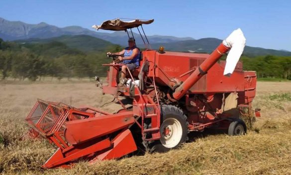 Le nostre tradizioni Claudio, l'ultimo 'battitore' Orgoglio degli agricoltori "Forza indispensabile"