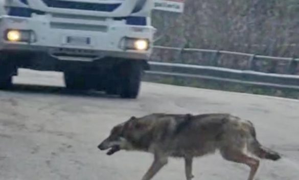 Attacco di lupi ad Arezzo, la paura dei cittadini non si placa