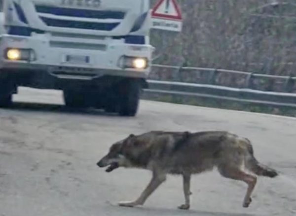 Attacco di lupi ad Arezzo, la paura dei cittadini non si placa