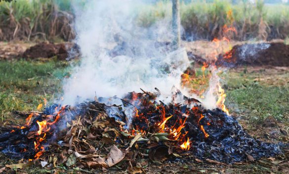 Divieto totale di bruciatura di resti vegetali agricoli e forestali