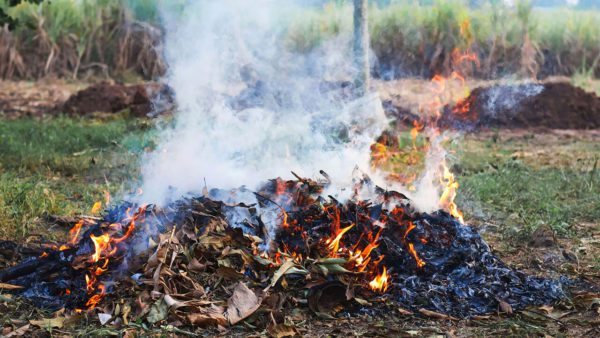 Divieto totale di bruciatura di resti vegetali agricoli e forestali