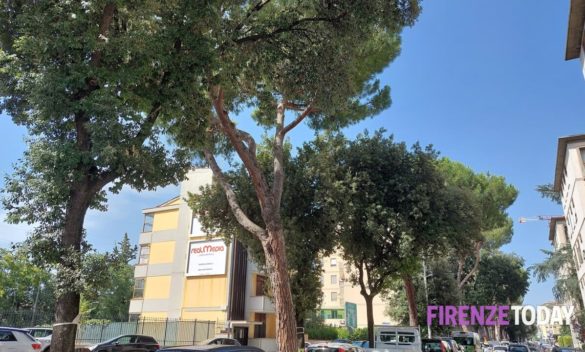 Il Comitato protesta: Il Comune procede con l'abbattimento di ulteriori 34 grandi alberi, nonostante la loro mancata interferenza alla riqualificazione. (Foto)