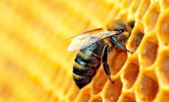 Premio a un agricoltore che ha difeso le sue api: un trampolino di lancio per sensibilizzare l'opinione pubblica