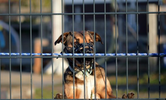 Nuova normativa del sindaco: Cani pericolosi devono indossare la museruola e i padroni sono tenuti a stipulare un'assicurazione