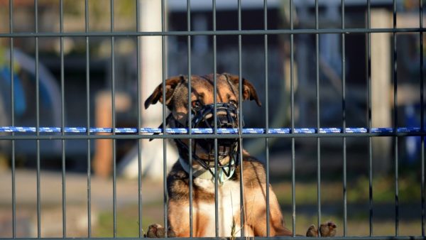 Nuova normativa del sindaco: Cani pericolosi devono indossare la museruola e i padroni sono tenuti a stipulare un'assicurazione