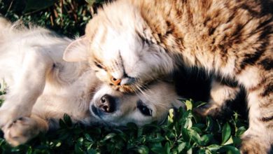 Guida pratica per rimuovere efficacemente le zecche dal tuo cane e dal tuo gatto