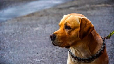 Presidente della Regione Toscana emana ordinanza: proibito tenere cani alla catena