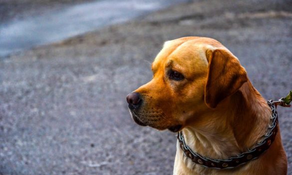 Presidente della Regione Toscana emana ordinanza: proibito tenere cani alla catena