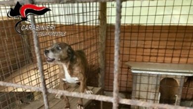 San Vincenzo | Proprietari di cani da caccia denunciati per abbandono di animali: i cani chiusi in gabbia da un anno tra condizioni igieniche precarie