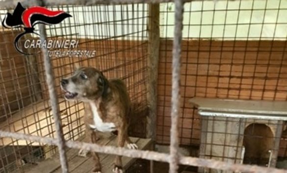 San Vincenzo | Proprietari di cani da caccia denunciati per abbandono di animali: i cani chiusi in gabbia da un anno tra condizioni igieniche precarie