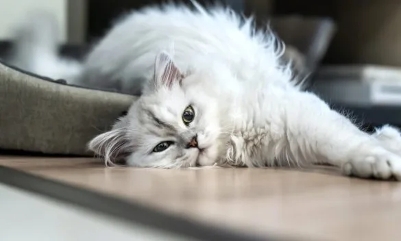 Il fascino dell'elegante e dolcissimo gatto Chinchilla