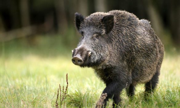 Incidente notturno: Ciclista ferito dopo aver urtato un cinghiale