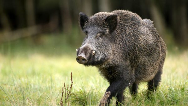 Incidente notturno: Ciclista ferito dopo aver urtato un cinghiale