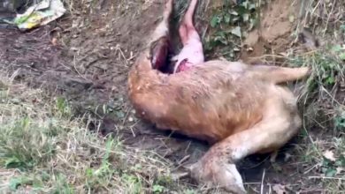 Incredibile attacco di un lupo a un daino: la lotta per la sopravvivenza