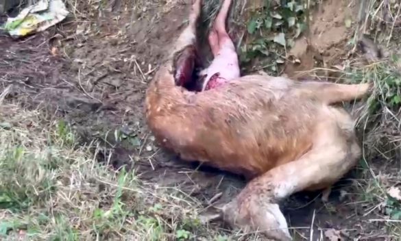 Incredibile attacco di un lupo a un daino: la lotta per la sopravvivenza