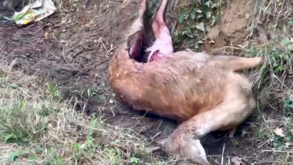 Incredibile attacco di un lupo a un daino: la lotta per la sopravvivenza