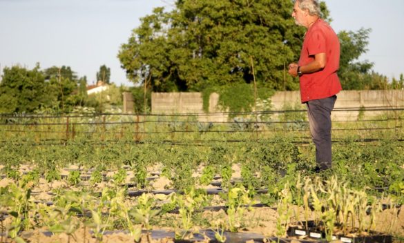 Cambiamenti climatici mettono a rischio la spesa quotidiana e il fagiolo Zolfino sta per scomparire