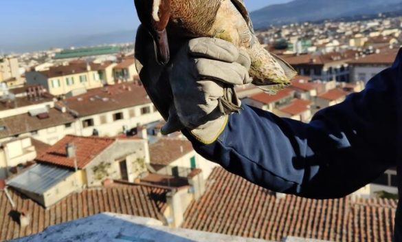 L'anatra che una volta era ferita sotto la Cupola di Brunelleschi è di nuovo in volo
