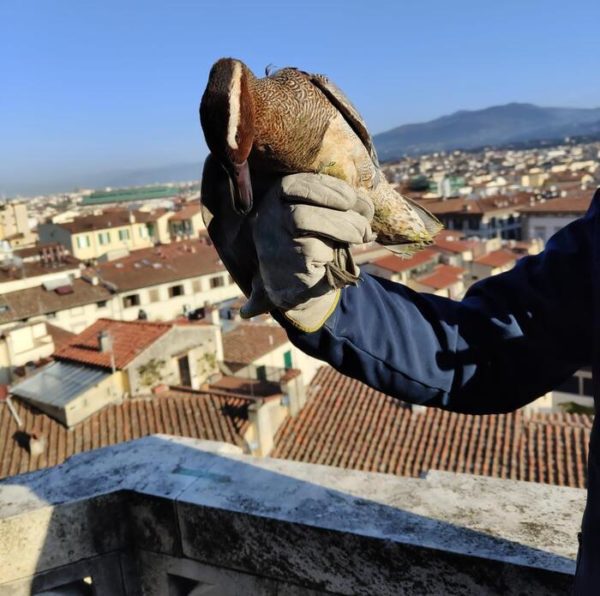 L'anatra che una volta era ferita sotto la Cupola di Brunelleschi è di nuovo in volo