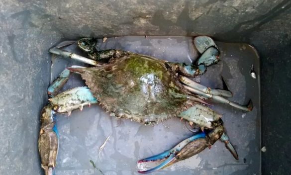 Orbetello: la minaccia dei granchi blu mette a rischio le coste e provoca una strage di orate in laguna. Fedagripesca allarma: "Cataclisma ambientale ed economico". Guarda il video.