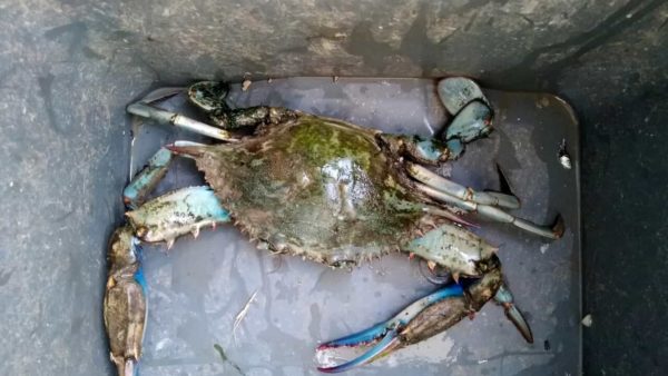 Orbetello: la minaccia dei granchi blu mette a rischio le coste e provoca una strage di orate in laguna. Fedagripesca allarma: "Cataclisma ambientale ed economico". Guarda il video.